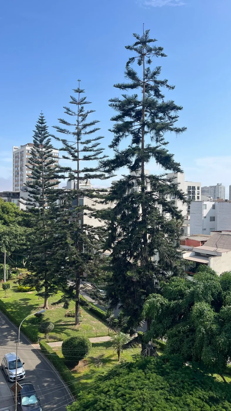 Vista al parque arbolado