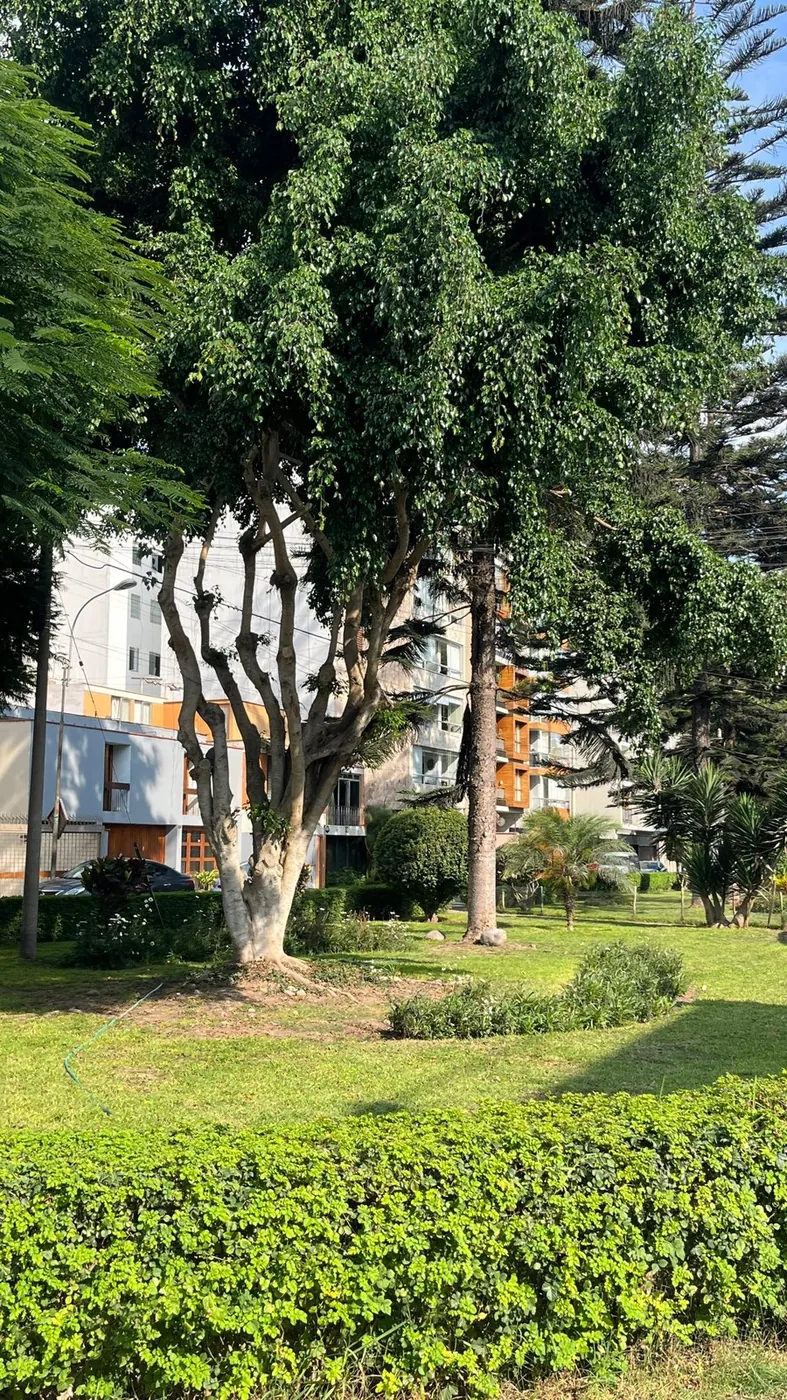 El parque frente al edificio